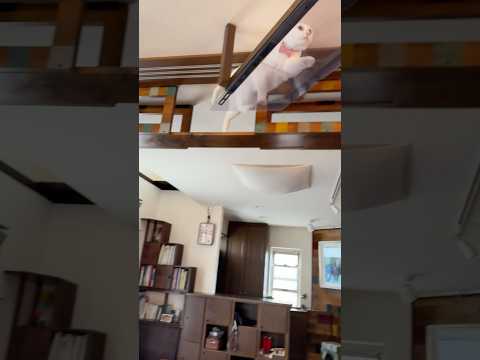 白猫ミルコ全力疾走🐈💨登って走って…穴にイン！　#shorts #cat