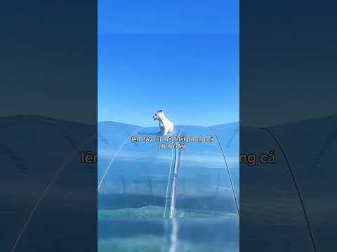 Hết Nói #pets #shortvideo #dog