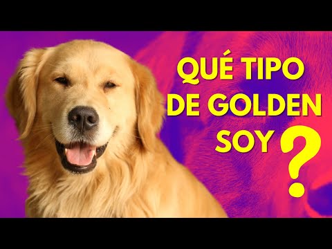 CUÁNTOS TIPOS DE GOLDEN RETRIEVER HAY 🤔🐕‍🦺