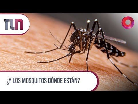 #Telenueve | ¿Y los mosquitos dónde están?