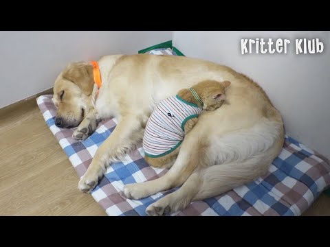 A Very Special Friendship Of A Dog And A Cat 💖l Kritter Klub