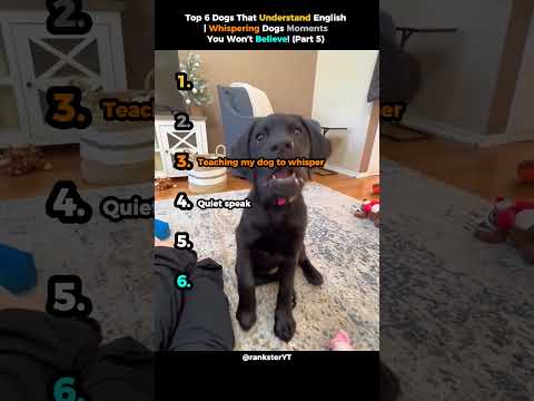 Top 6 Dogs That Understand English (Part 5) | Whispering Dogs Moments You Won’t Believe!