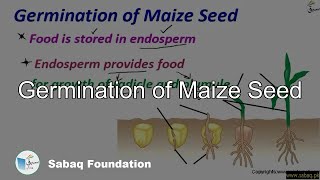 Germination of Maize Seed