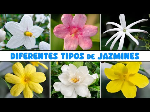 10 TIPOS de JAZMÍN MUY COLORIDOS y DECORATIVOS