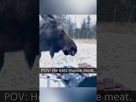 funny deer#deer #funny #funnyvideos #oh #fun #funnymoments