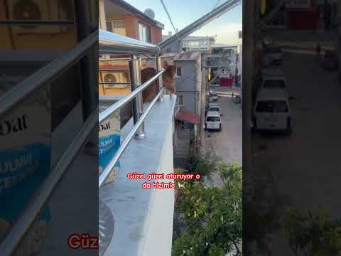 İnşallah telde kuş görmez 🪶