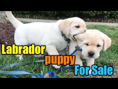 Lab Puppies For Sale In Michigan Under 500 07 2021