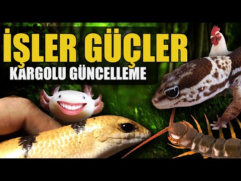 #KÇ9 AXOLOTL AFİYETTE! KARGO AÇILIM VE ROBOTİK İŞLER