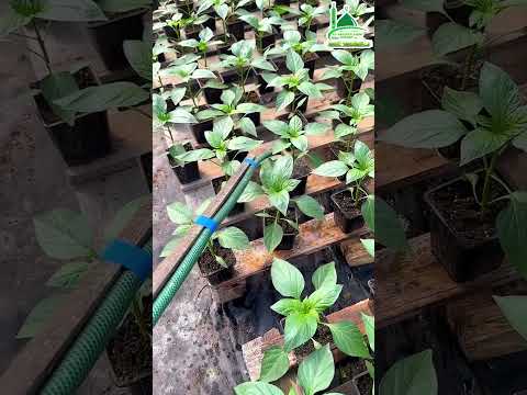 টপের ভিতরে উন্নত মানের ক্যাপসিকামের চারা উৎপাদন করা হচ্ছে 🌱🫑