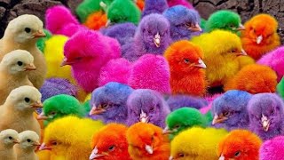 Menangkap Ayam Warna, ayam lucu, ayam warna warni, bebek lucu, kelinci lucu, hewan lucu
