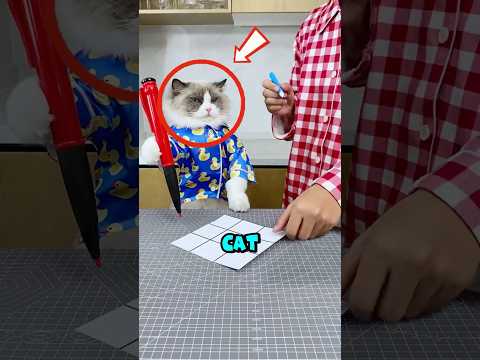 Playing a game with his cat, the owner regrets cheating. #shorts #cat