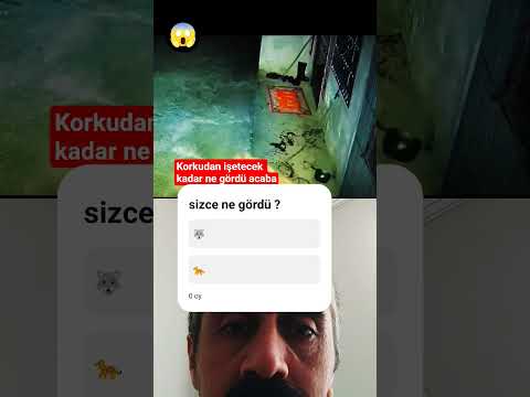 köpeklerin en çok korktuğu şey nedir