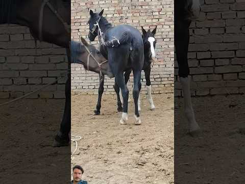 #ytshorts #allindiamarwarihorsesocietyaa #reactionvideo #horse #horseridind