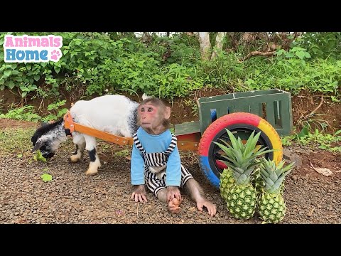 A Day with Obi and the Goat: Picking Pineapples & Getting Milk Tea | ANIMALS LIFE