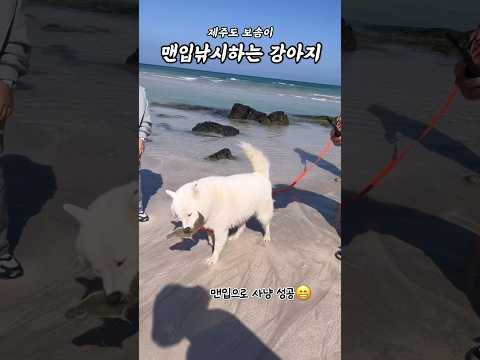 제주도에선 강아지가 물고기를 그냥 줏어 ㅋㅋㅋ #보솜이