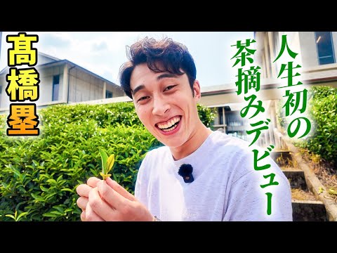 【密着！】髙橋塁の伊右衛門お茶工房見学！（福寿園）