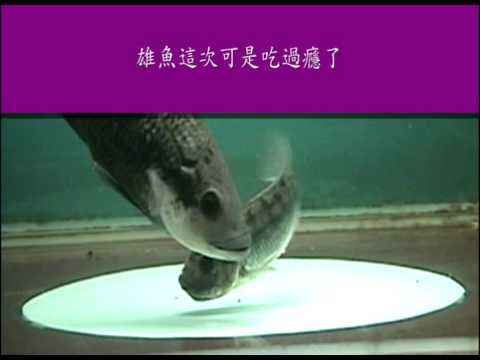 Tilapia魚苗孵化影片WMV - YouTube(6分01秒)