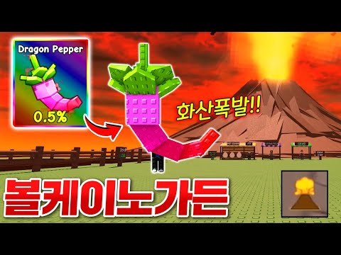 신규 화산폭발이 추가된 볼케이노 가든!!? 새로운 씨앗 다 뽑고 0.5% 드래곤 페퍼 뽑기 도전!!!! (로블록스 그로우어가든)
