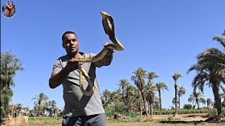 صيد كوبرا صاعقة طويلة جدا مع مصطفى هجرس