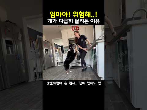 "엄마아! 위험해!" 개가 엄마에게 다급히 달려든 이유(감동주의)