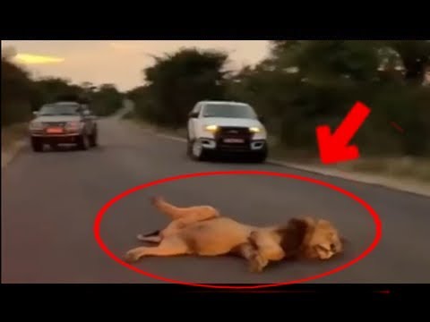 Este LEÓN Se Comió al ANIMAL EQUIVOCADO 🦁😱 | 10 Situaciones Interesantes de animales Grabados