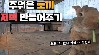 농기구 맞고 실려갔던 토끼, 치료해주고 대저택 만들어주기