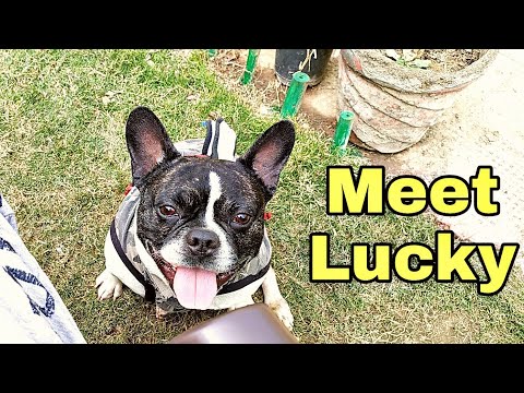 Cheap French Bulldog Puppies Under 500 Nj 07 2021