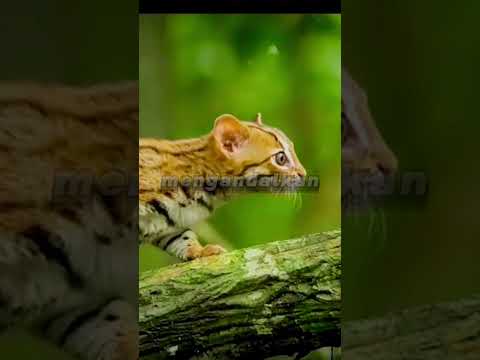 Kucing Bercak Karat : Kucing Sebesar Telapak Tangan Manusia Dewasa #youtubeshorts #shorts #short