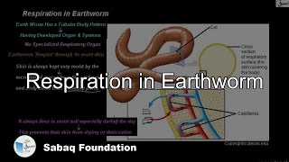 Respiration in Earthworm