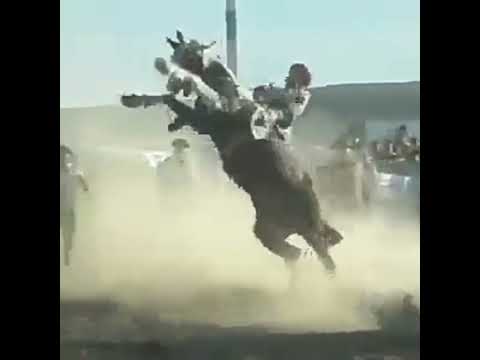 Viejos  camperos como estos nesesita mi raza #Rodeo #Cowboy #Jaripeo #Rodeio #Charro