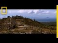 Mountain Chicken Conservation Efforts