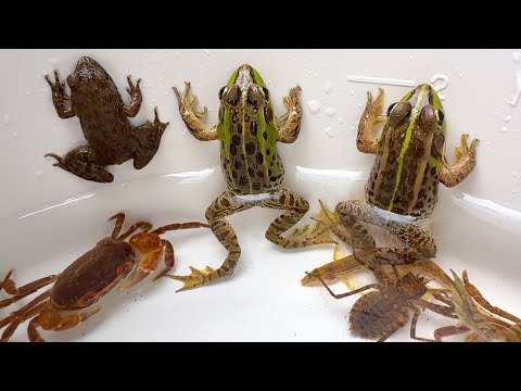 日本の川の上流の生き物を捕獲して観察したよ。サワガニ、カエル。