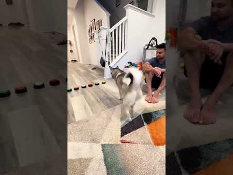 🐶 सैफी पोम्स्की ने अपनी प्रेम भाषा पर टिप्पणी की ❤️ - आपका प्रेम भाषा क्या है?? 😂😂 #shorts