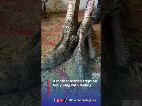 A mother ostrich steps on her young with feeling