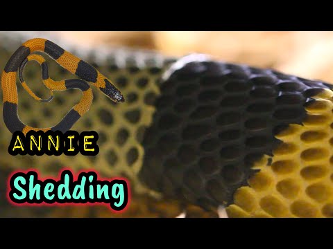 Banded Snouted Cobra, ANNIE, Shedding Skin!