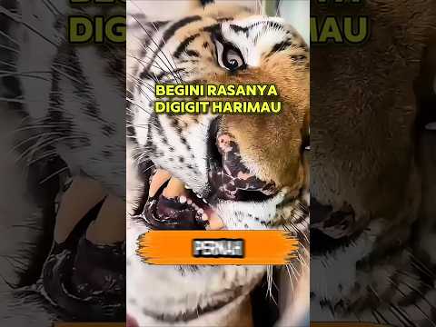 Satu Gigitan Harimau Bisa Menghentikan Segalanya