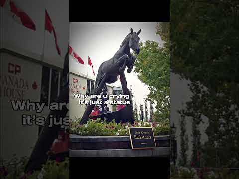 Edit for @Christiana6791 #fjordigang #dressage #equestrian #horseedit #horseriding