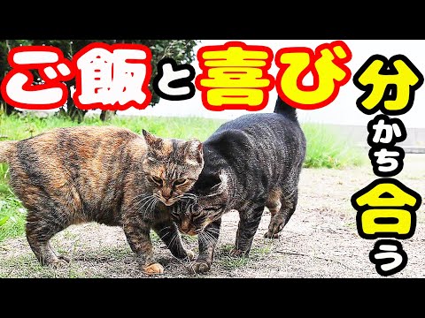 いつも一緒にいる猫たちにご飯をもっていくと・・・ 地域猫ボランティアさん急逝後に火事エリア さくらねこへの給餌 癒され野良猫動画 感動猫動画