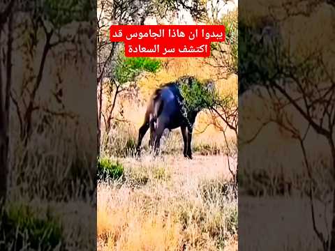 طريقة الجاموس عندما يتعرض للطفيليات #shorts