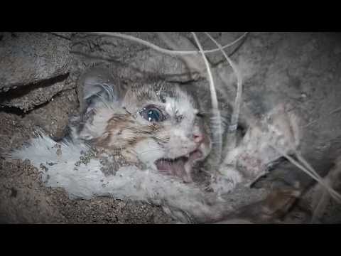A stray dog rescues a buried stray cat—truly astonishing!
