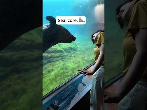 Seal core#seal#silly#funny#seals#sillysealboy
