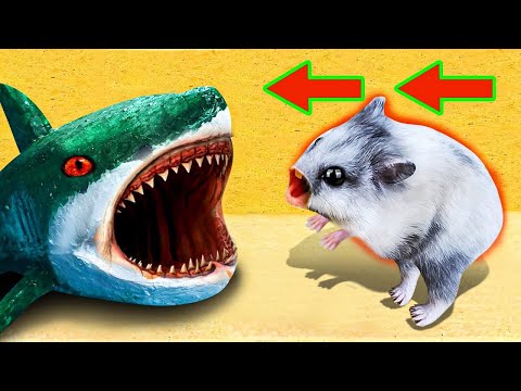 🐹Hamster Escape: Monster Baby Shark Maze - Cute Hamster pets Maze #hamsterescape #mazediytraps