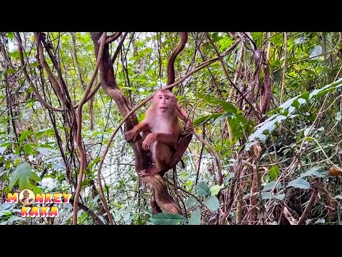 Monkey Kaka had to climb tall trees to avoid danger on the ground.