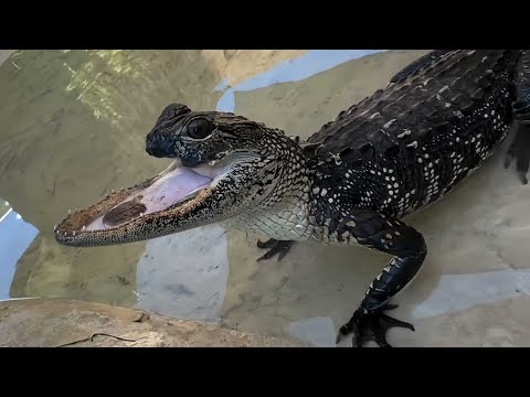 Aww, This Croco is So cute Someone Just Bite It | Cute animals video