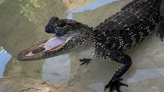 Aww, This Croco is So cute Someone Just Bite It | Cute animals video