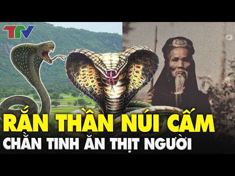 [ TÂM LINH RÙNG RỢN ] Sự thật về vùng Bảy Núi có rắn hổ mây khổng lồ và chằn tinh ăn th.ịt người