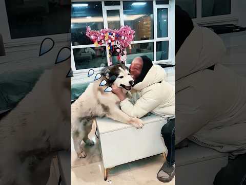 El dueño hizo enojar al perro#funnyshorts #pets #love #cute