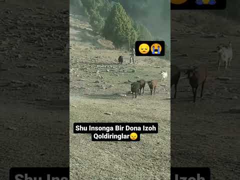 Bir dona izoh qoldiring. #buqa #buqaboqish #buqalar #mol #qoy #cow #qoybozor #molbozor #hokiz