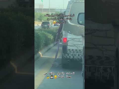 انقاذ قطة صغيرة في الطريق الرئيسي #اكسبلور #قطة_الترند