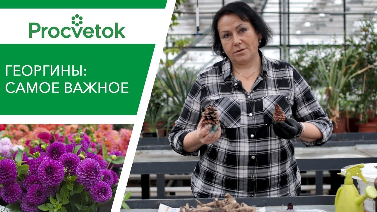 Нюансы хранения и размножения георгин. И при чем тут шишки?
